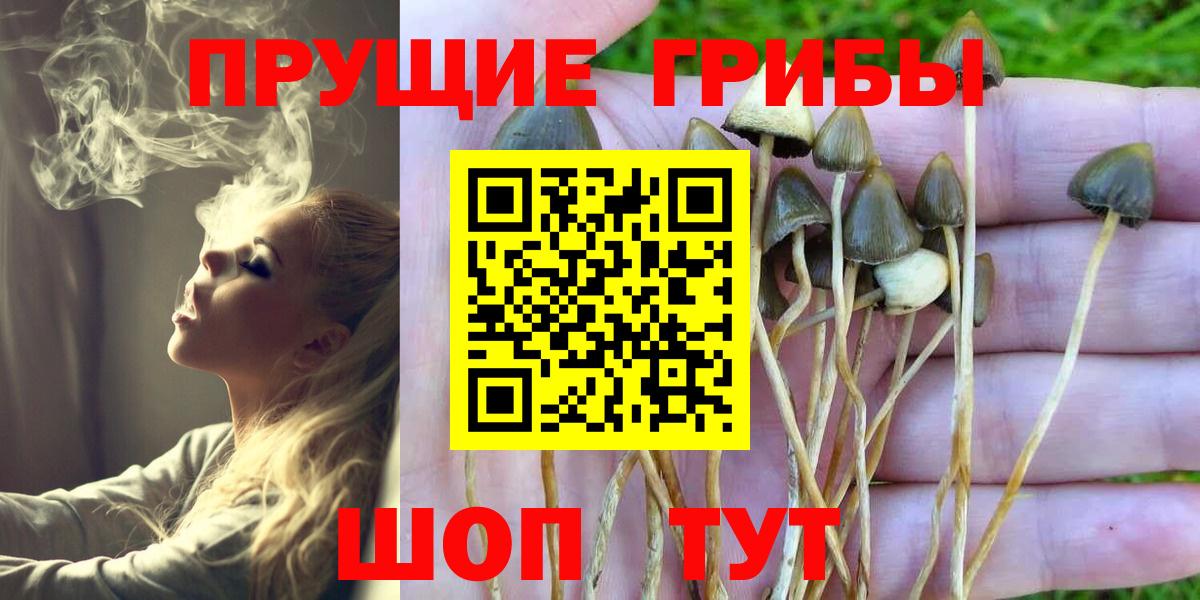 Псилоцибиновые грибы Psilocybe Кузнецк