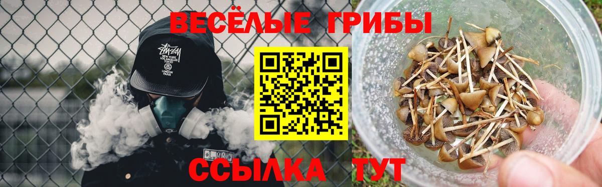 Псилоцибиновые грибы Cubensis  Галлюциногенные грибы MAGIC MUSHROOMS  как найти закладки  Кузнецк  Вход с VPN 